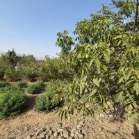 زمین-روستابهار-اردهال