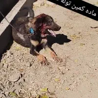 ماده پژدر هفت ماهه|سگ|کرمانشاه, |دیوار