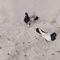 کفتر پرشی دوتا تیپ رنگه و المانی