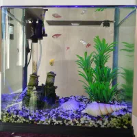 آکواریوم شرکتی