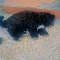 آبادان|سگ|آبادان, |دیوار