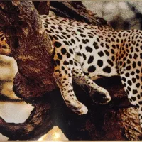 تابلو فرش نفیس