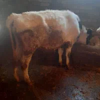 فروش‌دوعدد گوساله نر یکی سیمینتال یکی هولشتایند