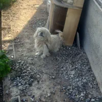 پاکوتاه خارجی