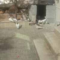 ۱۹ عدد کبوتر در هم