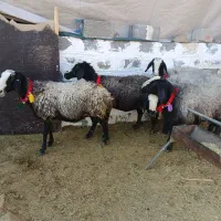 ۵راس شیشک میش شال اصل|حیوانات مزرعه|مرودشت, تخت جمشید|دیوار