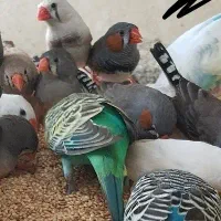 فنچ مرغ عشق