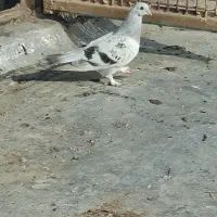 پرنده|حیوانات|بندر ماهشهر, |دیوار