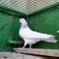 شیخ ابری|پرنده|بندر ماهشهر, |دیوار