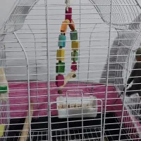 فروش عروس هلندی .