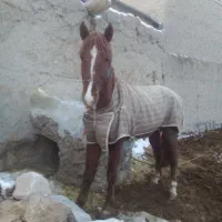 اسب درجه یک چابک|اسب و تجهیزات اسبسواری|بجنورد, |دیوار