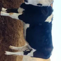 تلیسه شکم اول پنج ماه آبستن