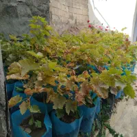 درختچه های انگور|گل و گیاه طبیعی|مشگین شهر, |دیوار