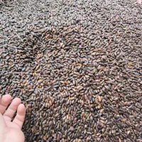 بذر لوبیا سبز سان ری کشتزار|عمدهفروشی|شیراز, کودیان|دیوار