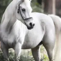 اسب پالونی بافق