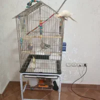 عروس هلندی|پرنده|رشت, حمیدیان|دیوار