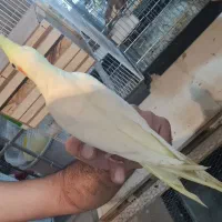 انواع عروس هلندی|پرنده|کرج, خرمدشت|دیوار