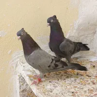 کبوتر سبز آبادانی نر و ماده
