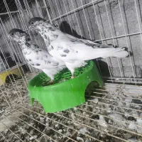 بتیره و پنتیس