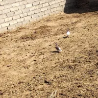 کبوتر|پرنده|میان جلگه, |دیوار