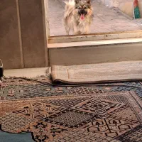 سگ پیدا شده