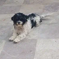 سگ شیتزو|سگ|حمیدیا, |دیوار