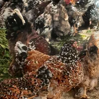 تخم مرغ نطفه دار برهما‌پورسلن فول کیفیت