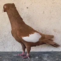 کبوتر سرک زرد