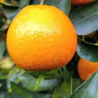 پرتقال خوش رنگ موجوده  قیمت ۴۰