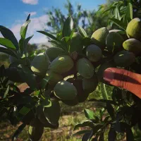 نهال بادام سنگی محلی|حراج|مراغه, |دیوار