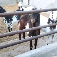 حیوانات مزرعه