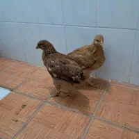 جوجه محلی|حیوانات مزرعه|شیراز, شیخ روزبهان|دیوار