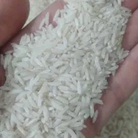 برنج هاشمی گیلان