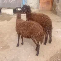 دوعدد بره افشاری سالم وسرحال.نر وماده