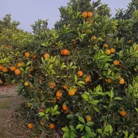 فروش تامسون درجه یک|عمدهفروشی|ساری, |دیوار