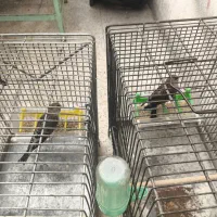 سهره قناری|پرنده|تهران, حکیمیه|دیوار