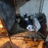 کبوتر فروشی