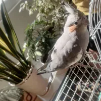 عروس هلندی ماده بسیار زیبا و سرحال آماده جفت|پرنده|صحنه, |دیوار