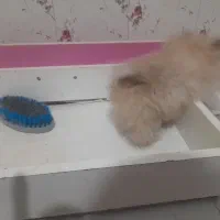 پامرانین خرسی|سگ|کاشان, شهدا|دیوار