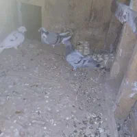 قزوینی پلاکی|حیوانات|اشتهارد, |دیوار