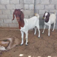 بز و پازن بوئر
