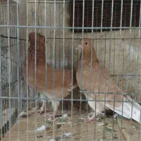 طوقی و دمبی و سینه ای وکله ای|پرنده|قم, شهر قائم|دیوار