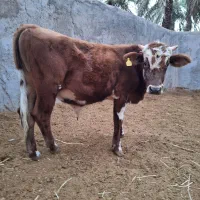 5جلب|حیوانات مزرعه|بم, |دیوار