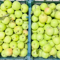 سیب گلاب باغی / خوش‌عطر و تازه / برداشت مستقیم