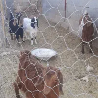 بز فروشی|حیوانات مزرعه|سرپل ذهاب, |دیوار