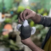 کبوتر طوقی زیره ای