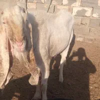 سلام نربزوبزپاکستانی