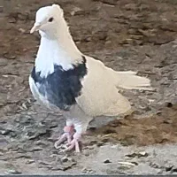 کبوتر|پرنده|آبدانان, |دیوار