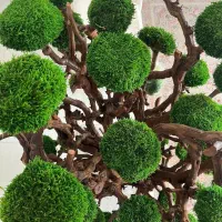 درخت جاودان|گل و گیاه طبیعی|رشت, رودبارتان|دیوار