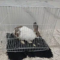 خرگوش